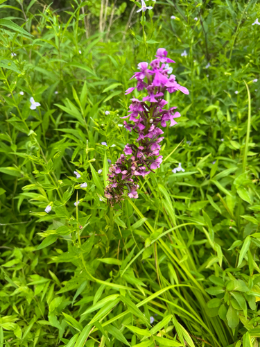 Platanthera peramoena, photograph 3