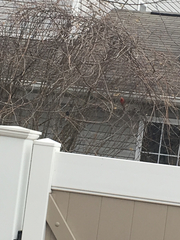 Cardinalis cardinalis