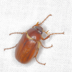 Phyllophaga futilis