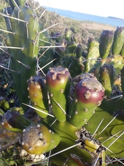 Opuntia arechavaletae