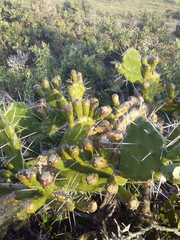 Opuntia arechavaletae