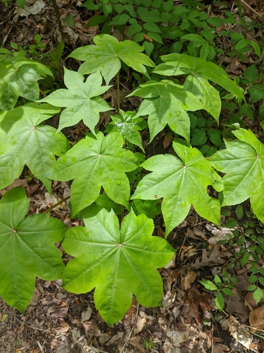 Kalopanax septemlobus (Thunb.) Koidz.