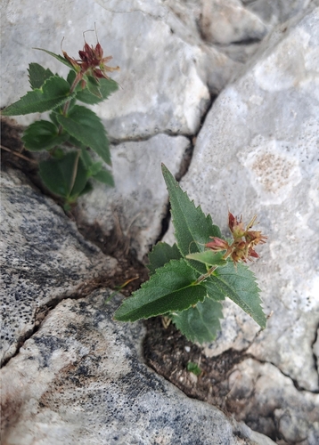 Paederota lutea