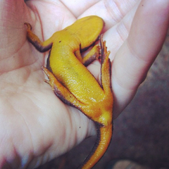 Taricha granulosa