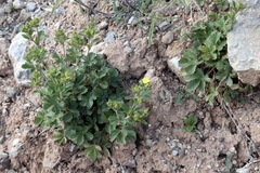 Potentilla desertorum