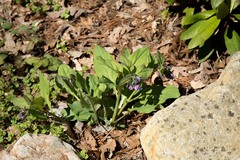 Mertensia virginica