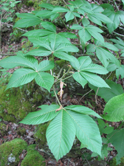 Aesculus pavia flavescens