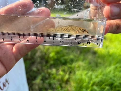iNaturalist observation photo of Johnny Darter