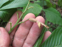 Aesculus pavia flavescens