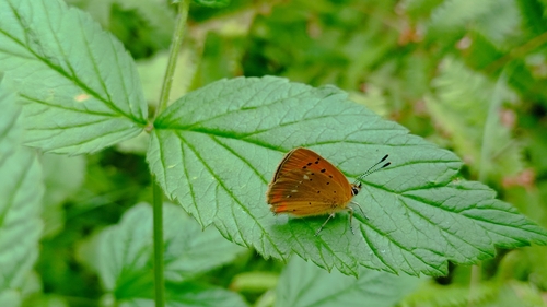 Scarce Copper