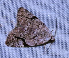 Tycracona obliqua