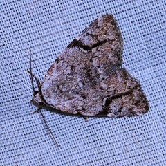 Tycracona obliqua