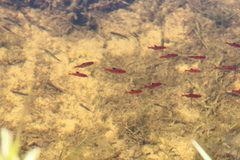 Hyphessobrycon eques