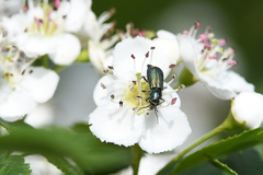 Malachius bipustulatus