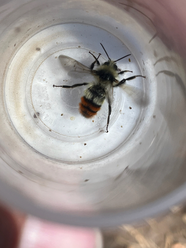 iNaturalist observation photo of Great Basin Bumble Bee