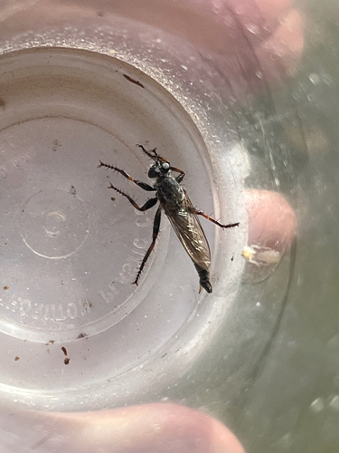iNaturalist observation photo of Asilinae