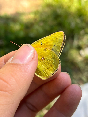 iNaturalist observation photo of Orange Sulphur