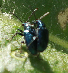 Lema cyanella