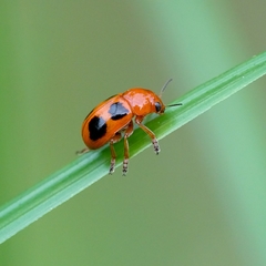 Ceratobasis koenigii
