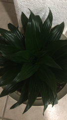 Dracaena fragrans compacta