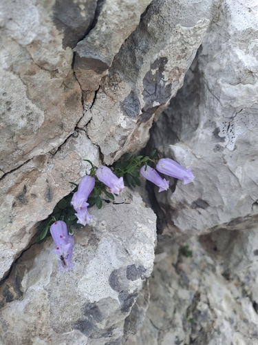 Favratia zoysii, photograph 2