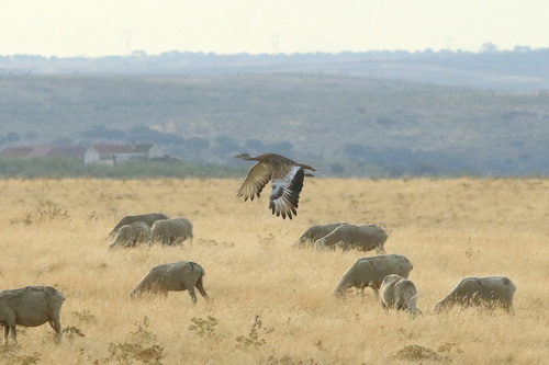 Great Bustard