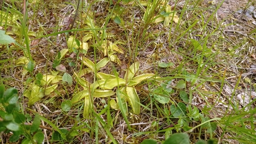 Common Butterwort