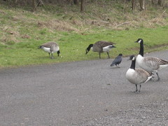 Branta canadensis