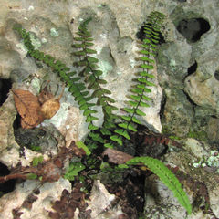 Asplenium resiliens