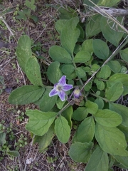 Solanum commersonii