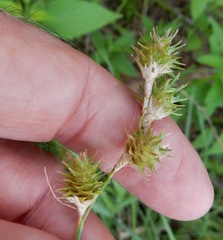 Carex reniformis
