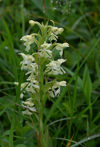 ragged fringed orchid