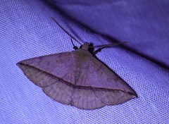 Ugia purpurea