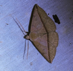 Ugia purpurea