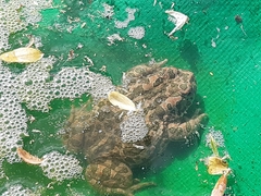 Bufotes viridis balearicus