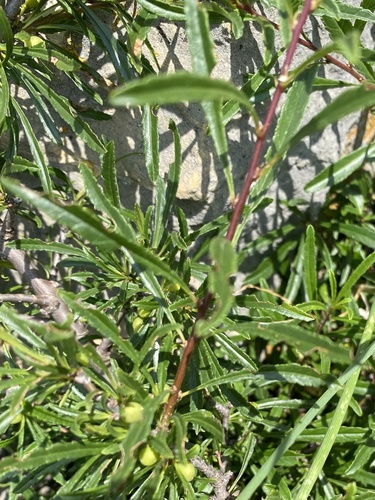 Rhamnus erythroxyloides, photograph 4