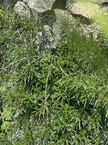 Rhamnus erythroxyloides, photograph 5