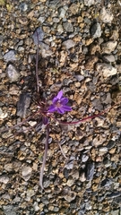 Brodiaea