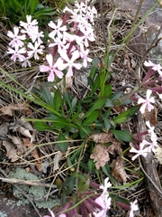 Silene caroliniana