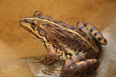 Poynton's River Frog photo 1