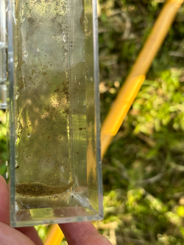 iNaturalist observation photo of Western Mosquitofish