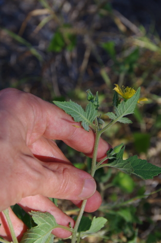 Image of Lindheimer's Stickleaf (Mentzelia lindheimeri) by (c) Eric Knight, some rights reserved (CC BY)