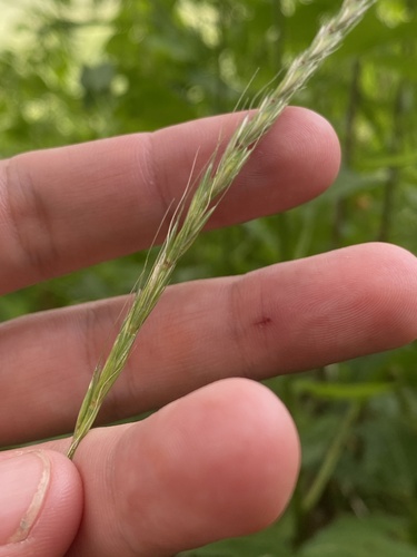 Elymus caninus, photograph 3