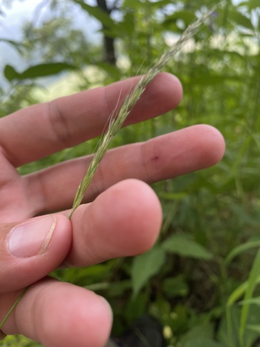 Elymus caninus, photograph 6