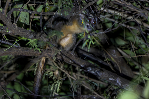 Azara's Night Monkey
