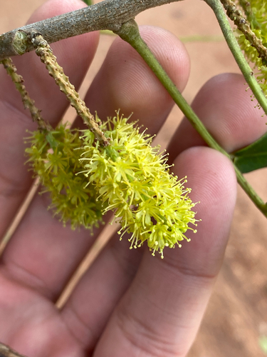 Pterogyne nitens observed 2026-08-02