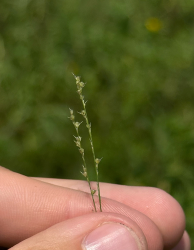 Muhlenbergia richardsonis observed 2026-08-02