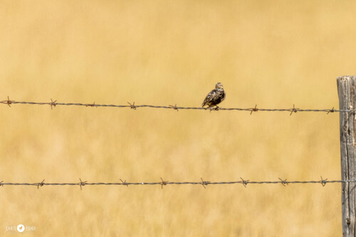 Chestnut-collared Longspur