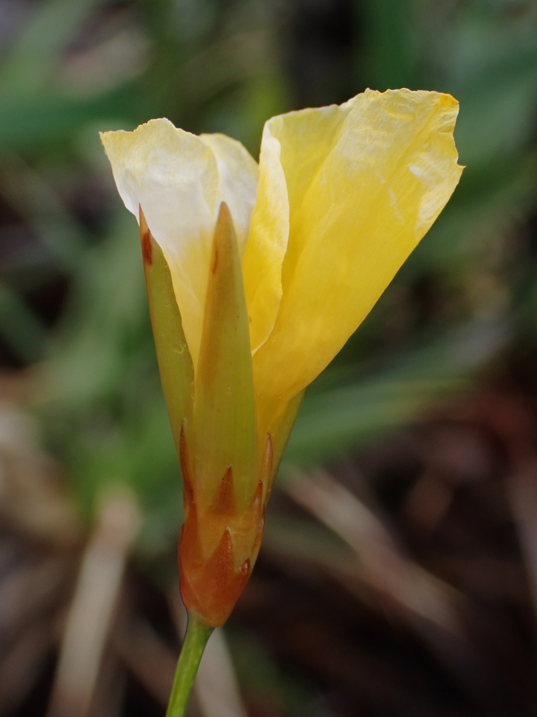Stegolepis piresii