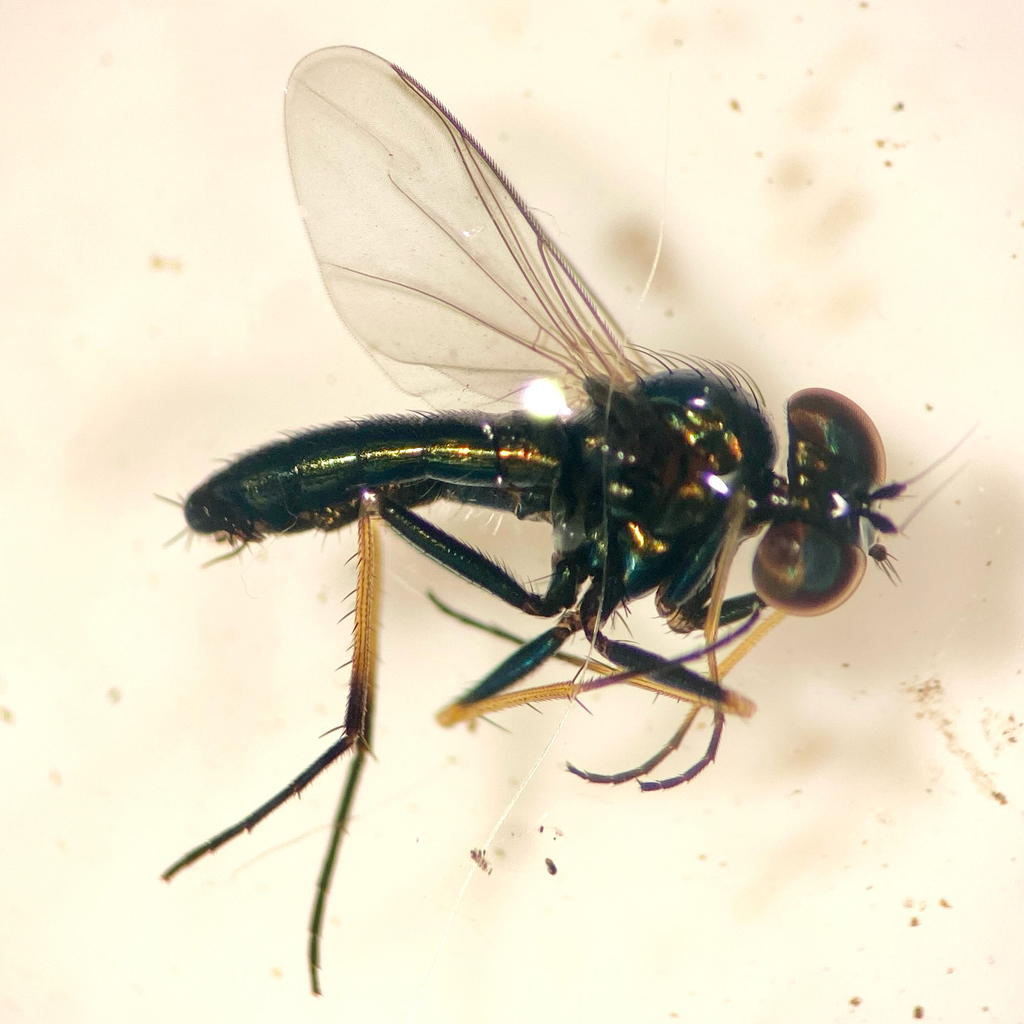 Asyndetus latus